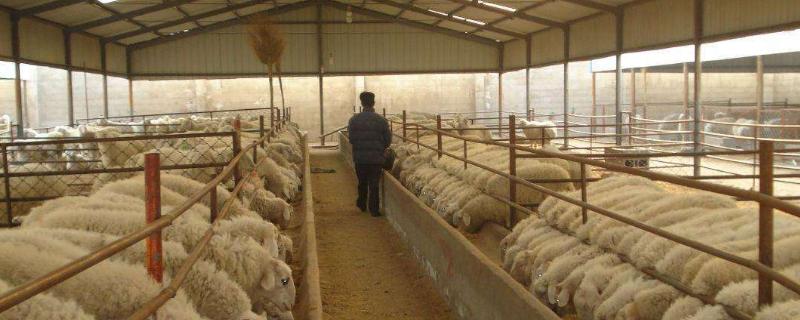 養殖場起名禁忌，風水學角度上這些字建議不要用